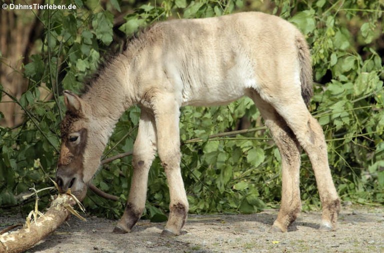 Equus ferus przewalski