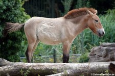 Przewalski-Pferd (Equus ferus przewalskii) im Kölner Zoo