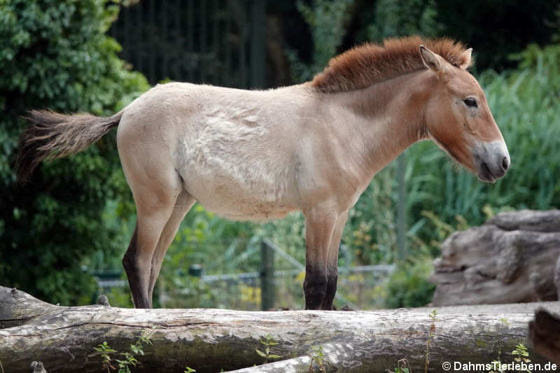 Przewalski-Pferd (Equus ferus przewalskii)