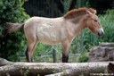 Equus ferus przewalski