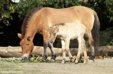 Przewalski-Pferde (Equus ferus przewalskii) im Kölner Zoo