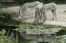 Grevyzebras (Equus grevyi) im Kölner Zoo