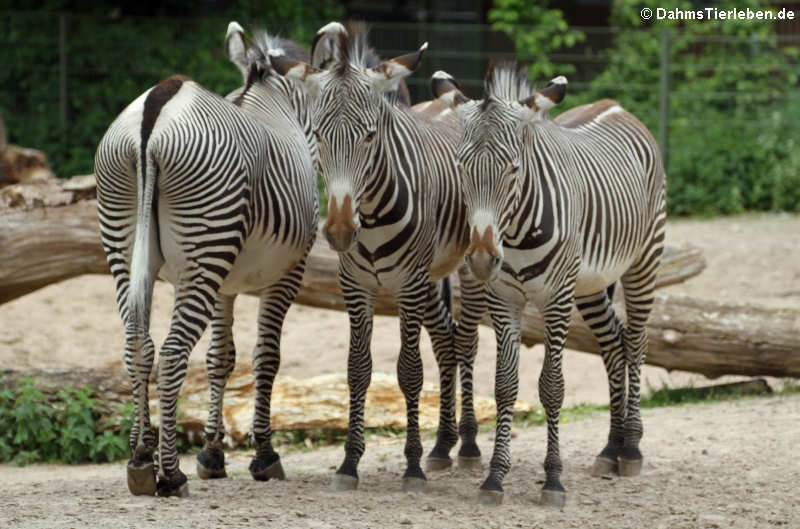 Grévyzebras (Equus grévyi)