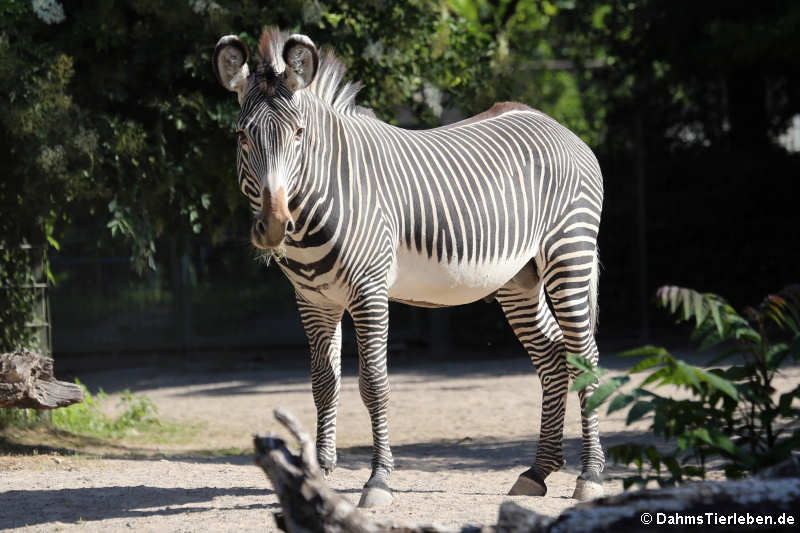 Grévyzebra (Equus grévyi)