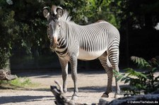 Grevyzebras (Equus grevyi) im Kölner Zoo