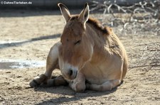 Asiatischer Esel - Onager (Equus hemionus onager) im Kölner Zoo