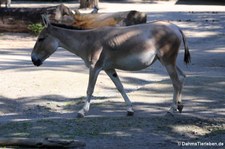 Asiatischer Esel - Onager (Equus hemionus onager) im Kölner Zoo