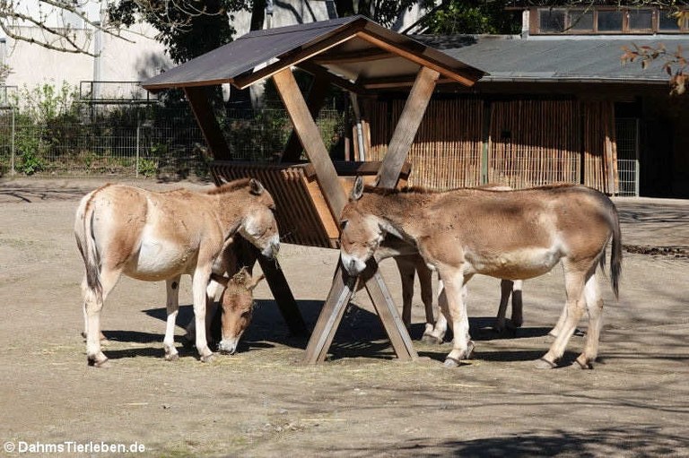 Equus hemionus onager