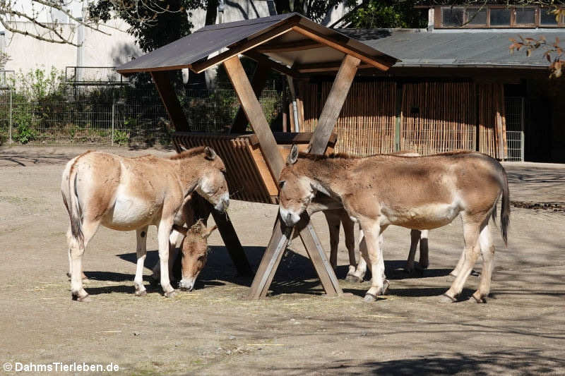 Asiatische Esel - Onager (Equus hemionus onager)