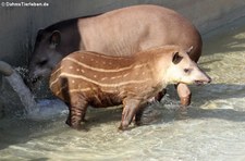 Flachlandtapir (Tapirus terrestris) im Kölner Zoo