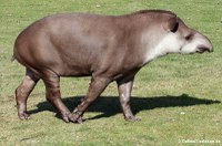 Flachland-Tapir