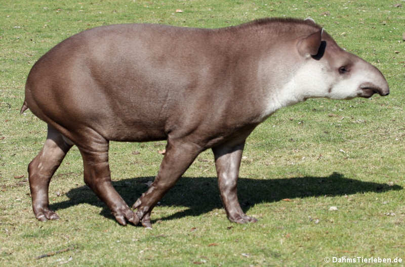 Flachland-Tapir (Tapirus terrestris)