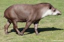 Tapirus terrestris