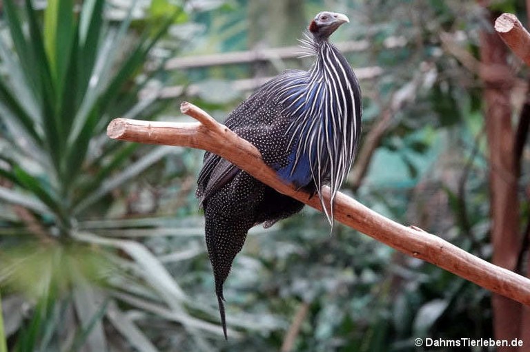 Acryllium vulturinum