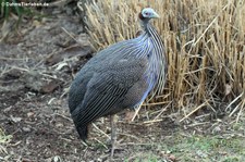 Geier-Perlhuhn (Acryllium vulturinum) im Kölner Zoo