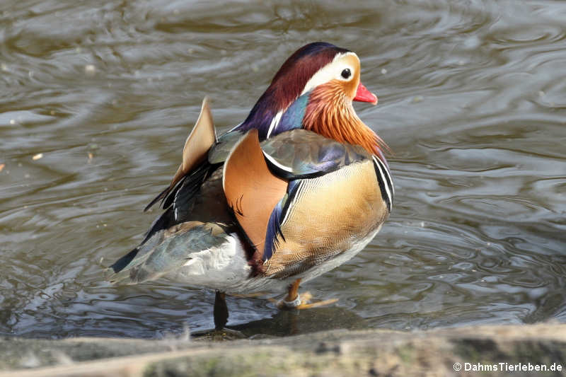 männliche Mandarinente (Aix galericulata)