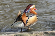 männliche Mandarinente (Aix galericulata) im Kölner Zoo