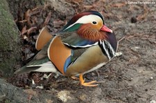 männliche Mandarinente (Aix galericulata) im Kölner Zoo