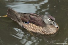 weibliche Brautente (Aix sponsa) im Kölner Zoo