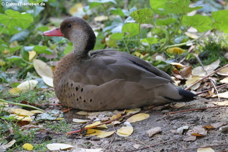 Amazonasente (Amazonetta brasiliensis)