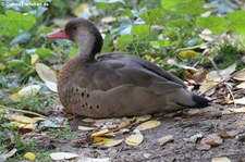 Amazonasente (Amazonetta brasiliensis) im Kölner Zoo