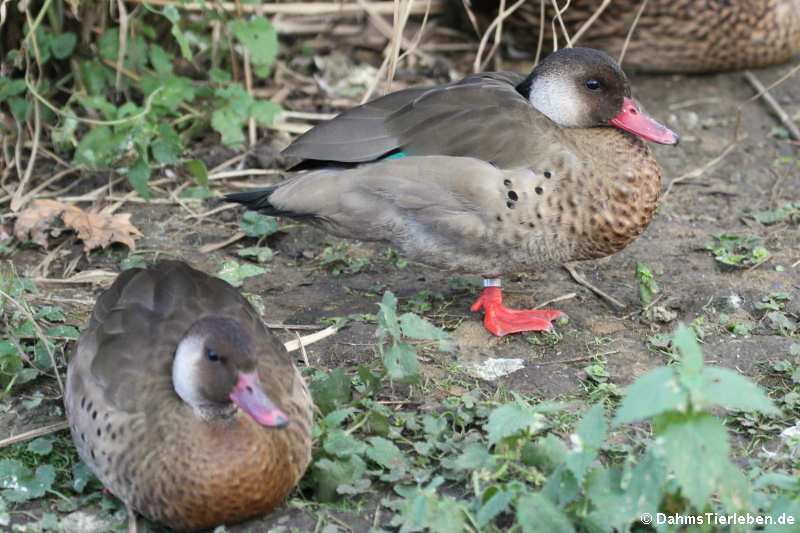 Amazonetta brasiliensis