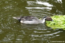 Männliche Spießente (Anas acuta) im Kölner Zoo