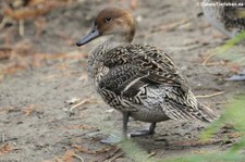 Weibliche Spießente (Anas acuta) im Kölner Zoo