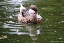 Bahamaente (Anas bahamensis) im Kölner Zoo