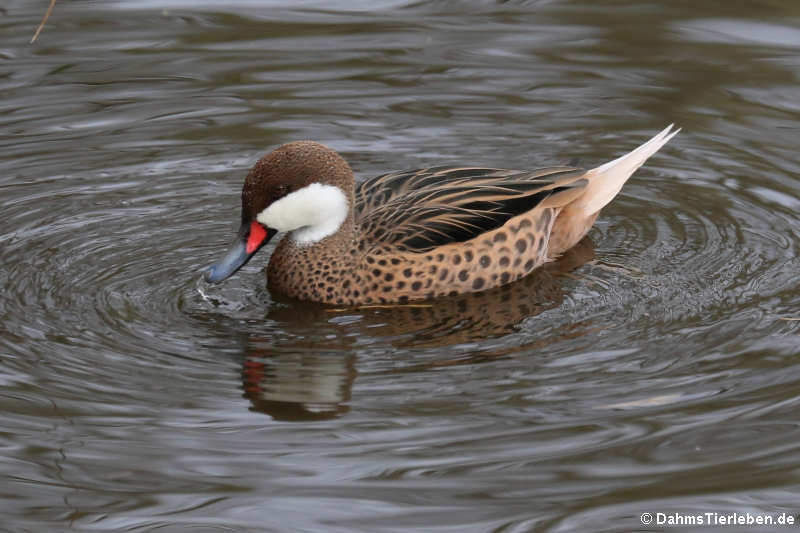 weibliche Bahamaente (Anas bahamensis)