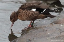 männliche Bernierente (Anas bernieri) im Kölner Zoo