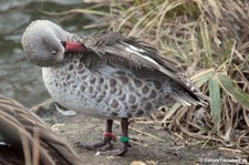 Kapente (Anas capensis) im Kölner Zoo