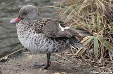 Kapente (Anas capensis) im Kölner Zoo