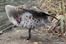 Kapente (Anas capensis) im Kölner Zoo