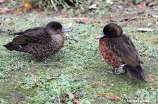 “Anas-castanea-1“