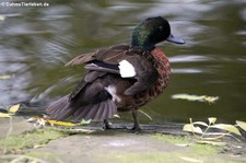 Kastanienente (Anas castanea) im Kölner Zoo