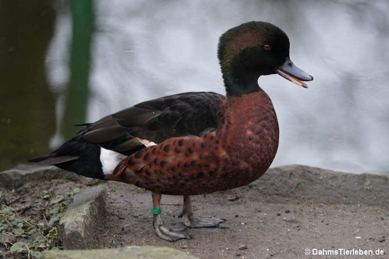 Anas castanea-2