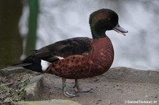 “Anas-castanea-2“