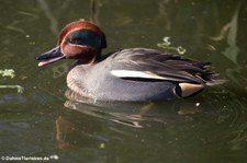 Krickente (Anas crecca) im Kölner Zoo