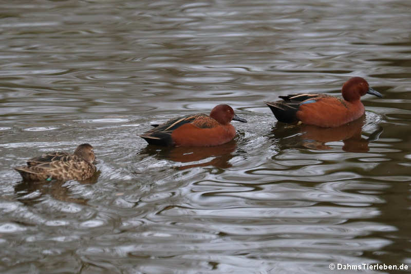 Spatula cyanoptera-2