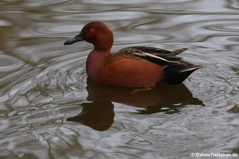 Spatula cyanoptera-3