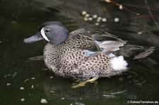 Blauflügelente (Spatula discors) im Kölner Zoo