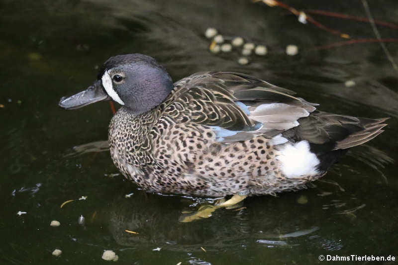 Blauflügelente (Spatula discors)