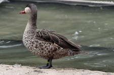 Rotschnabelente (Anas erythrorhyncha) im Kölner Zoo