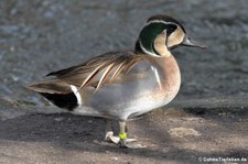 Gluckente (Sibirionetta formosa) im Kölner Zoo