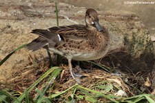 Gluckente (Sibirionetta formosa) im Kölner Zoo