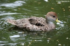 Chile-Spitzschwanzente (Anas georgica spinicauda) im Kölner Zoo