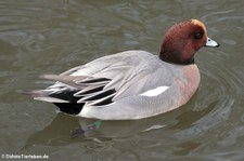 Pfeifente (Mareca penelope) im Kölner Zoo