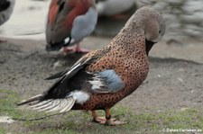 Fuchs-Löffelente (Spatula platalea) im Kölner Zoo