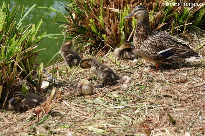 weibliche Stockente mit Küken (Anas platyrhynchos platyrhynchos)